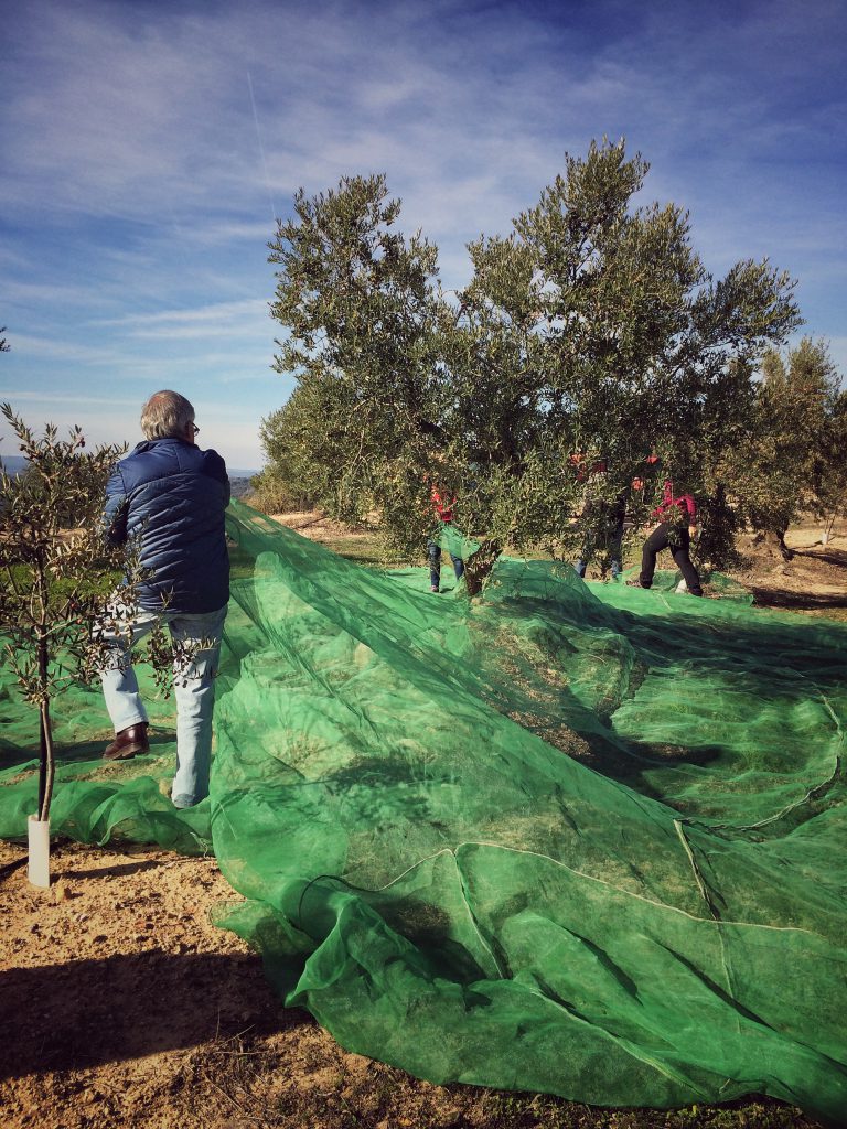 olive-harvest