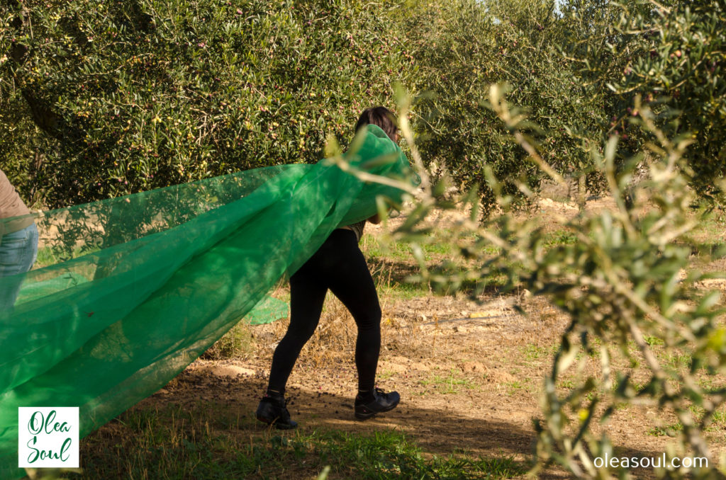 5ª jornada de oleoturismo en La Granadella