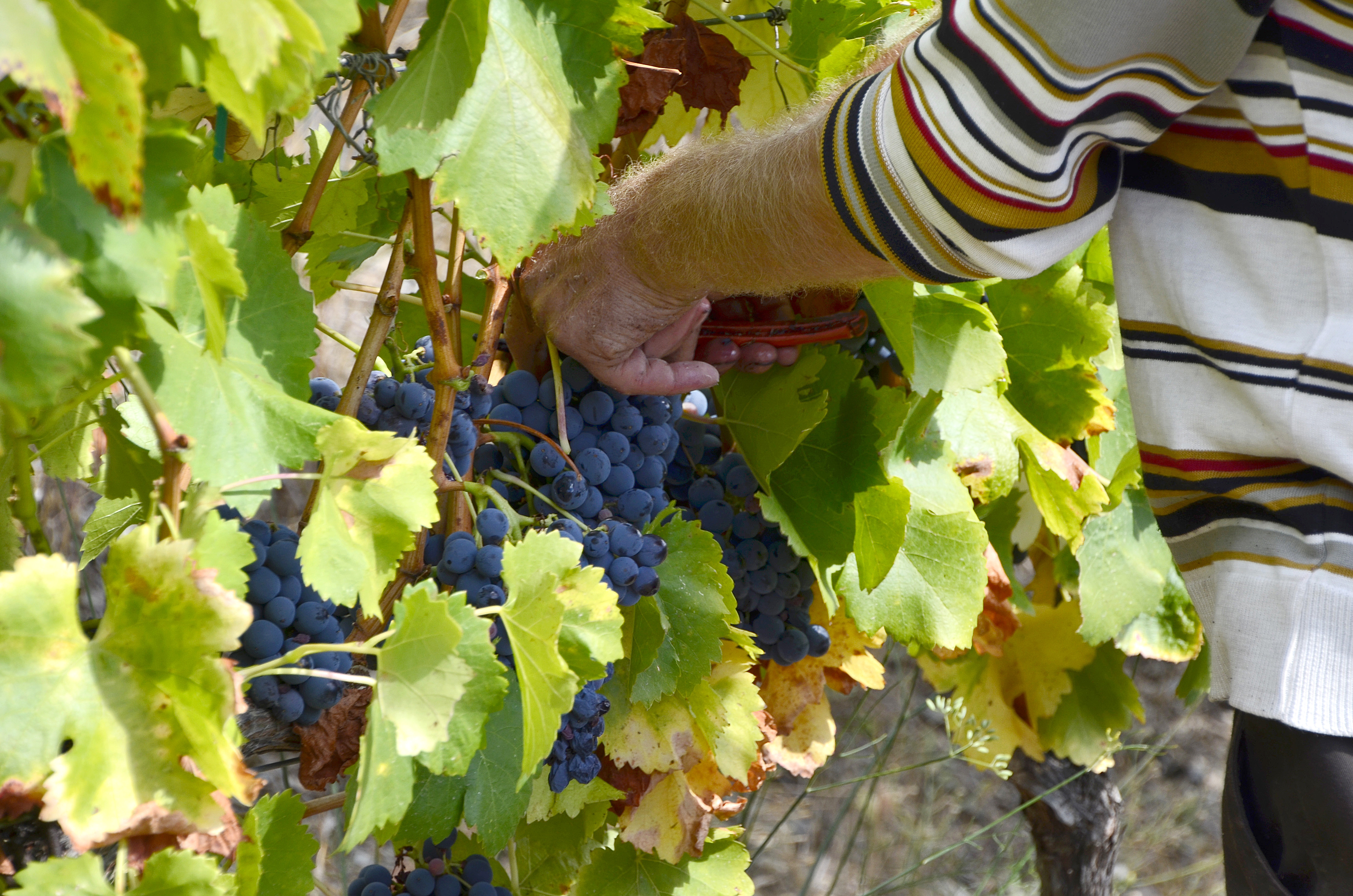 Harvesting activities