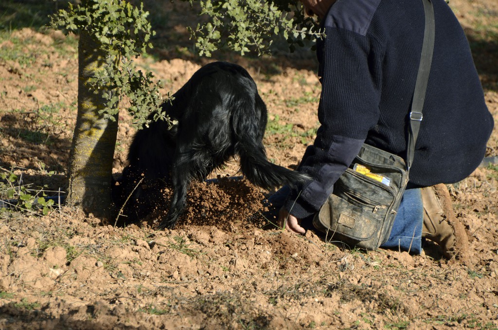 Gos tofonaire desenterrant una tòfona a les Garrigues