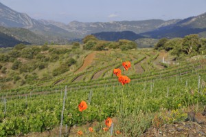 Vinyes a la Conca de Barberà