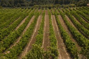 Vinyes a les Garrigues