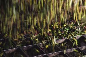 Primer filtre per separar la part vegetal de les olives