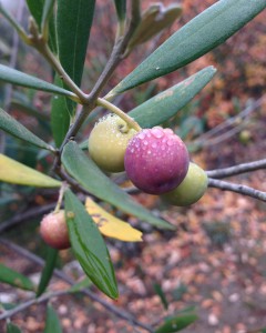 Olives arbequines verolades