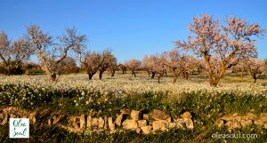 Experiència entre ametllers florits OLEA SOUL