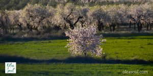 Experiència entre ametllers florits OLEA SOUL