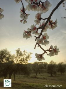 Posta de sol ametller florit Olea Soul