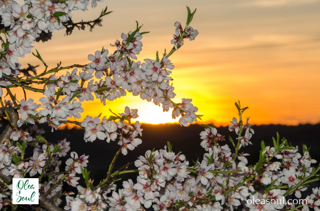 Posta de sol ametller florit Olea Soul