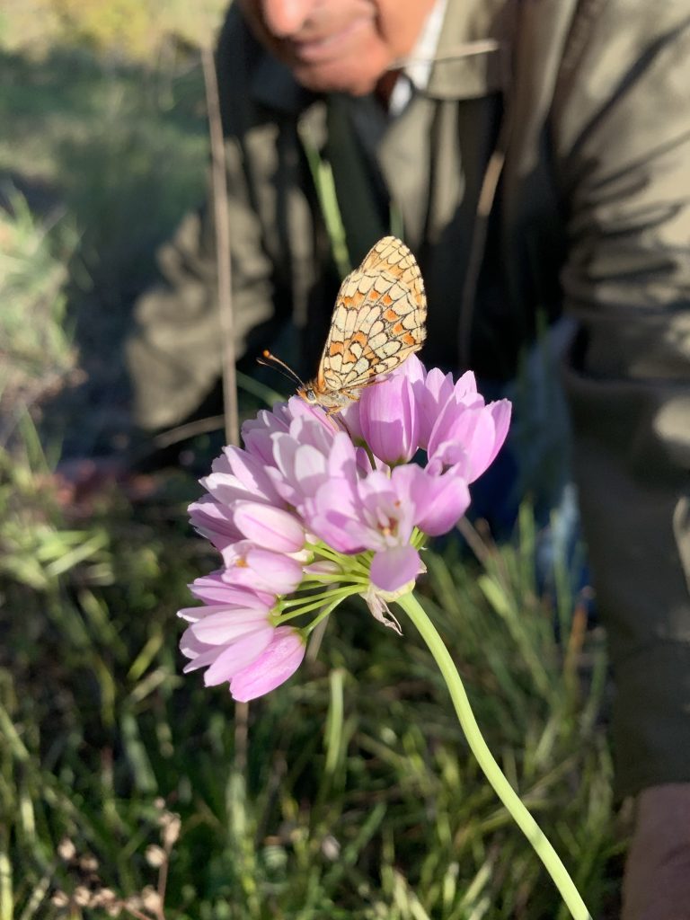 flora pobla de cérvoles